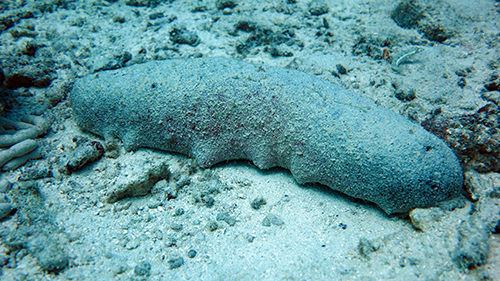 Sea cucumber on sea floor 