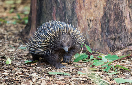 Echidna in the bush 