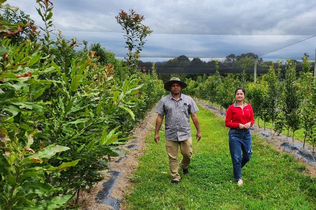 two people walk along a grassy path between rows of young trees