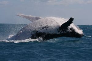 Humpback whale breaching 