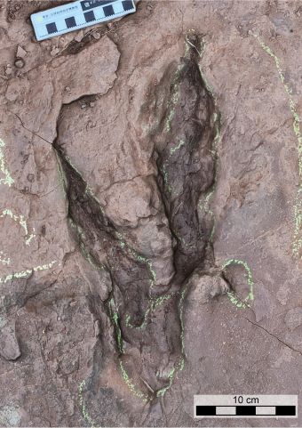 Una foto che osserva dall'alto la profonda traccia di un dinosauro con due dita nella terra marrone, con alcuni strumenti di misurazione accanto e segni di gesso giallo attorno al perimetro.