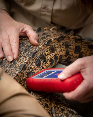 A close up photo of hands on a crocodile, holding a thermometer to it.