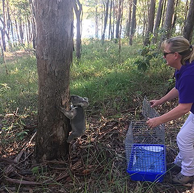 A woman holds a cage open and watches a koala on a tree trunk.