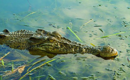 An estuarine crocodile, also known as a "saltie". 