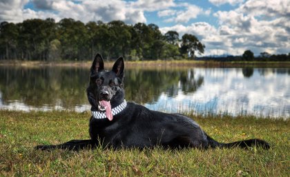 Healthy and happy: Police Dog Maui underwent the preventative surgery.