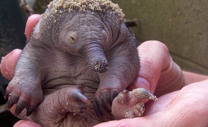 Picture: an echidna puggle at Currumbin Wildlife Sanctuary