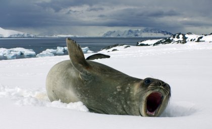 Dr Paul Dennis traveled to Antarctica for his research. Photo: Paul Dennis. Dr Paul Dennis travelled to Antarctica for his research. Photo: Paul Dennis.
