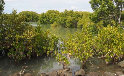 The Indo-Pacific region holds most of the world’s mangrove forests Picture: The Indo-Pacific region holds most of the world’s mangrove forests.