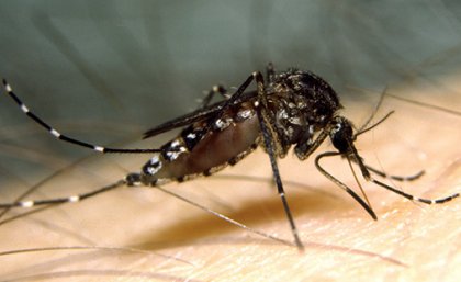Aedes vigilax. Credit Stephen Doggett (NSW Health Pathology) Aedes vigilax. Credit Stephen Doggett (NSW Health Pathology)