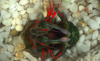 A mantis shrimp in a defensive position, on its back with its legs, head and heavily-armoured tail closed over. The red colour indicates areas of reflected circular polarising light. Credit Yakir Gagnon/QBI 