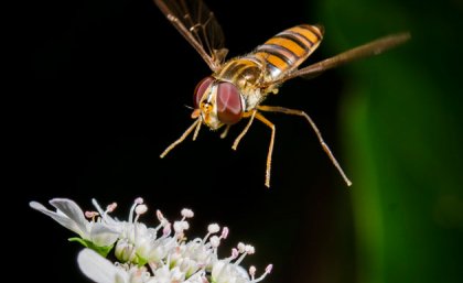 A syphrid fly visiting coriander flowers.