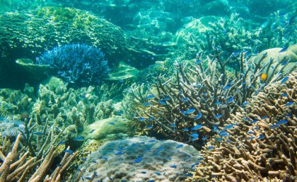 Australia and the UAE face many similar environmental challenges – including those relating to marine ecosystems and food security.