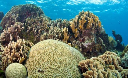 Not all marine species are covered by marine protection areas (MPAs). Not all marine species are covered by marine protection areas (MPAs).