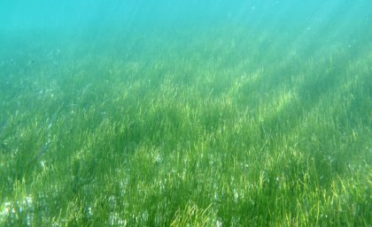 Seagrass ... part of the "blue carbon" ecology Seagrass ... part of the "blue carbon" ecology