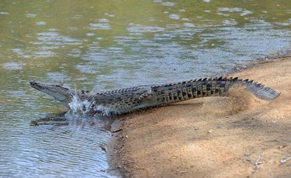 Courtesy: Australia Zoo