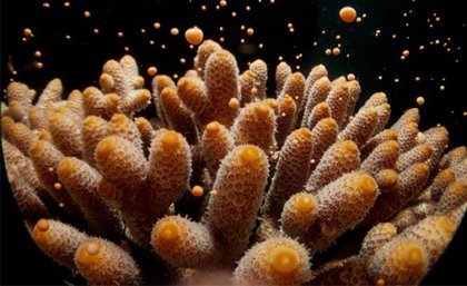 An Acropora millepora colony releasing gametes during broadcast mass spawning
