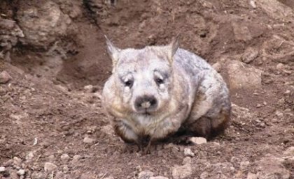 Southern hairy-nosed wombat.