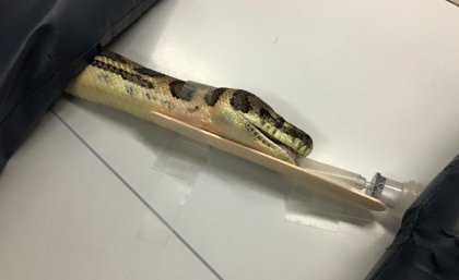 Proserpine Carpet Snake on the assessment table.