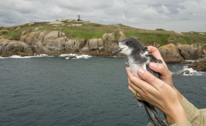Gould’s Petrel (Pterodroma leucoptera leucoptera) returns to nest on Montague Island. Credit: Justin Gilligan/Marine Park Authority NSW Gould’s Petrel (Pterodroma leucoptera leucoptera) returns to nest on Montague Island. Credit: Justin Gilligan/Marine Park Authority NSW