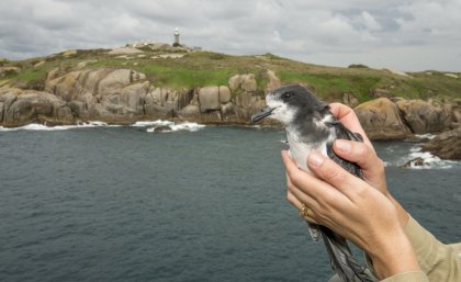 Gould’s Petrel (Pterodroma leucoptera leucoptera) returns to nest on Montague Island. Credit: Justin Gilligan/Marine Park Authority NSW