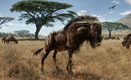 An artist impression of the ancient wildebeest-like Rusingoryx atopocranion. Todd S. Marshall. An artist impression of the ancient wildebeest-like Rusingoryx atopocranion. Todd S. Marshall.