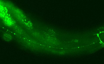 The worm is less than 1mm long, and has the same proteins as in flies, mice and humans. The worm is less than 1mm long, and has the same proteins as in flies, mice and humans.