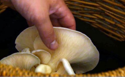 The cellar's thick sandstone walls provide an ideally stable, dark and humid environment for growing mushrooms.