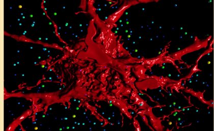 A 3D rendering of the motor neurons that control breathing