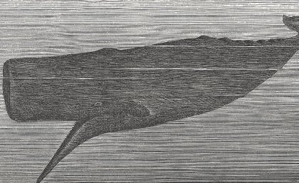 A 19th century whaler originally proposed the hypothesis on the battering ram function of the sperm whale head. Image: iStock