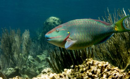 The stoplight parrotfish (Sparisoma viride), one of the most important fish on coral reefs, yet also a highly sought-after fishery species