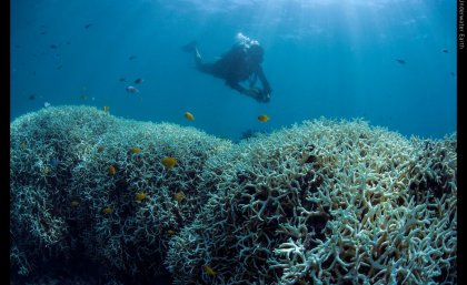 Bleaching on Lizard Island 2016. Photo: XL Catlin Seaview Survey.