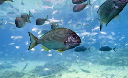 Tarwine, a fish commonly found in South East Queensland estuaries and rocky or sandy coastal areas. Tarwine, a fish commonly found in South East Queensland estuaries and rocky or sandy coastal areas.