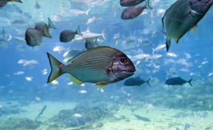 Tarwine, a fish commonly found in South East Queensland estuaries and rocky or sandy coastal areas.