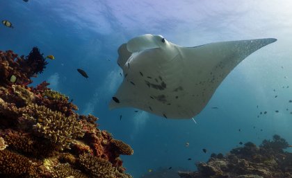 A reef manta ray at Lady Elliot Island. Photo: Amelia Armstrong. A reef manta ray at Lady Elliot Island. Photo: Amelia Armstrong.