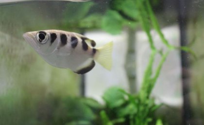 Archerfish can recognise faces