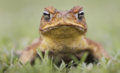 Cane toad.