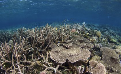 Coral in Malaysia. Photo credit: WWF-Malaysia/Eric Madeja Coral in Malaysia