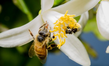 European honeybee (left) and Australian native stingless bee European honeybee (left) and Australian native stingless bee