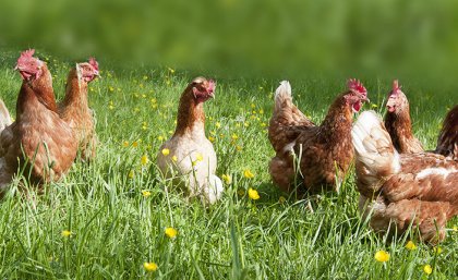 UQ develops ASEAN poultry welfare standards - UQ News - The University of Queensland, Australia UQ develops ASEAN poultry welfare standards - UQ News - The University of Queensland, Australia