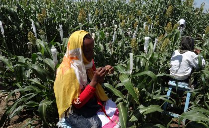 Ethiopian technicians at the Melkassa Research Station making breeding crosses between sorghum lines. Photo: Professor David Jordan.