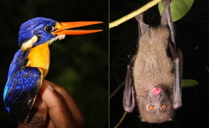 Left: Variable dwarf kingfisher; right: Monkey-faced bats. Both are native to the Solomon Islands and the monkey-faced bat species are recognised by the IUCN RedList as endangered or critically endangered
