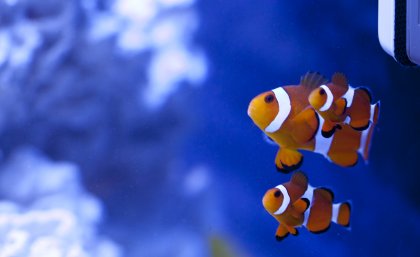 Clownfish.