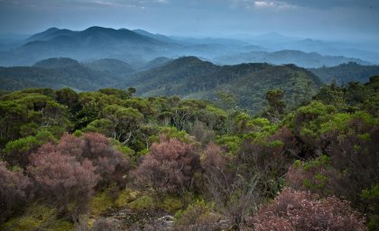 Congo rainforest. Photo by Liana Joseph.