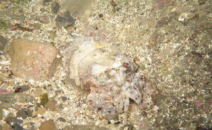 Camouflaged cuttlefish
