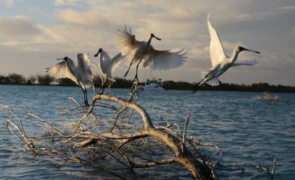 Spoonbills near UQ’s Moreton Bay Research Station. Photo by Lucy Trippett.