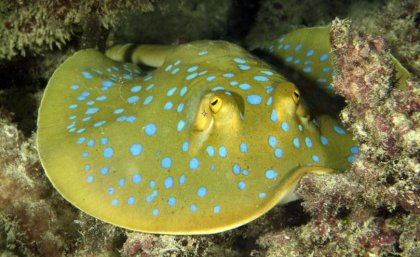 The ocean is Melanesia’s lifeblood, sustaining a diverse range of natural assets such as fish stocks, coral reefs and mangroves. Photo: Catlin Seaview Survey