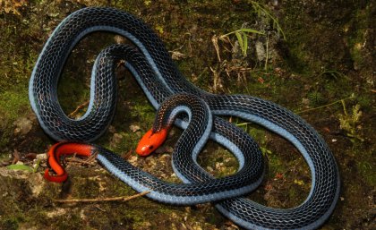 Blue coral snake: photo by Tom Charlton