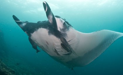 Giant mantas can grow up to seven metres across, weighing up to 1350kg, but the average size is four to five metres.  Photo: Andrea Marshall