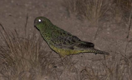 The shy and nocturnal night parrots live in remote and rugged areas