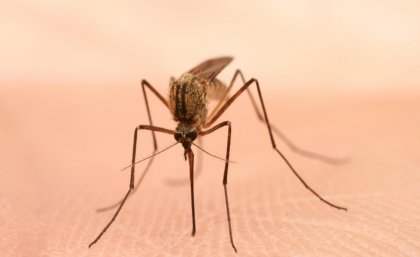 Image (iStock): mosquitoes are moving into regions where people have had no prior exposure to them Image (iStock): mosquitoes are moving into regions where people have had no prior exposure to them